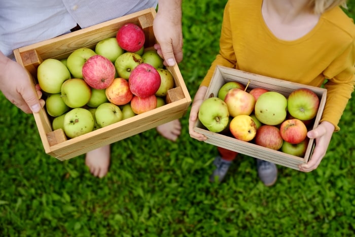 Wooden bins filled with freshly picked apples.